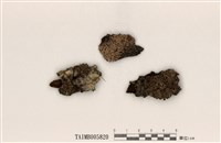 藏品(梅衣屬)的圖片